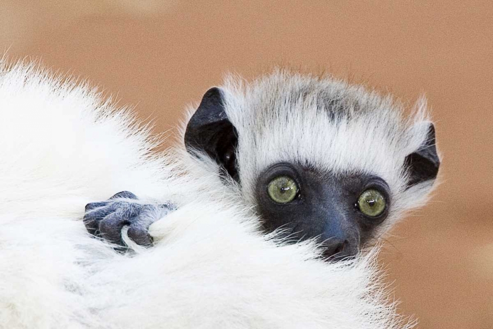 Madagascar Verreaus sifaka baby and mother